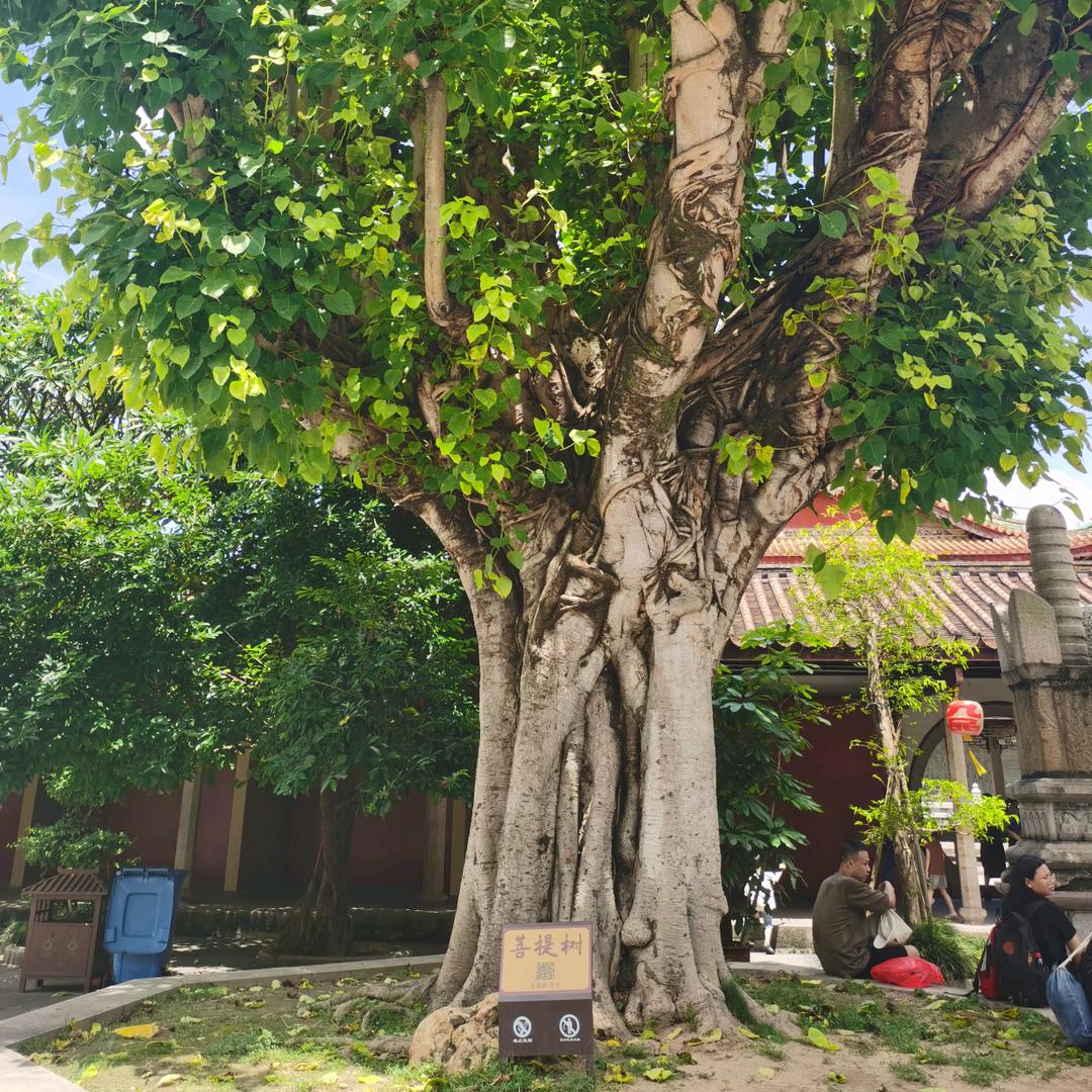 碳化硅清风依旧