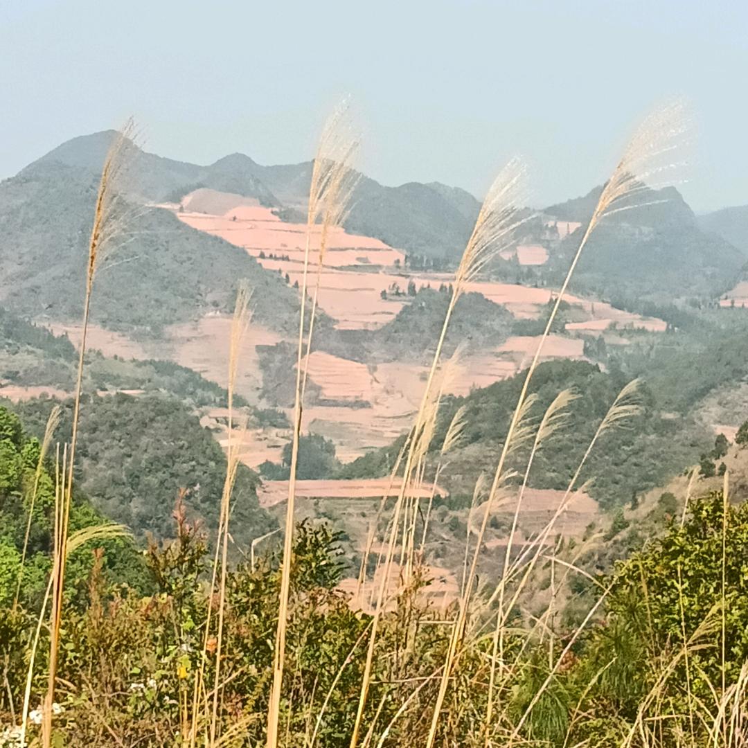 随心随缘