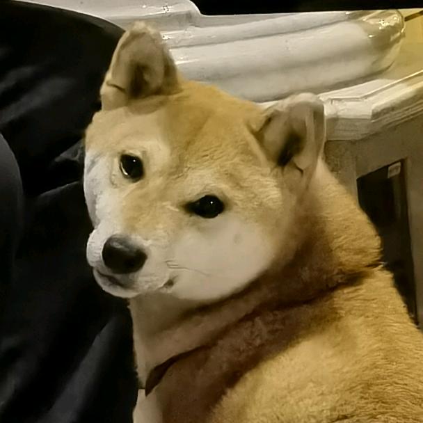 桃桃书院