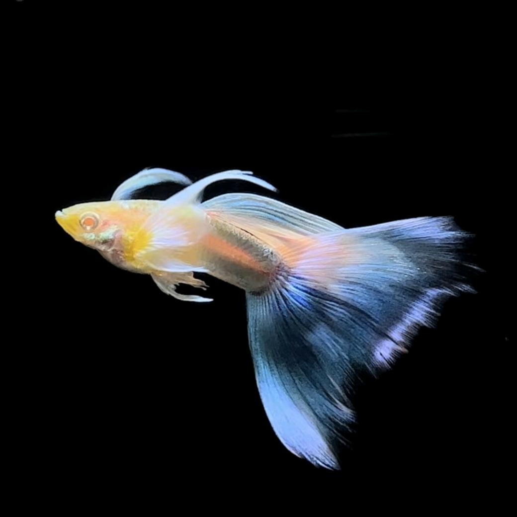 锦鳞孔雀鱼