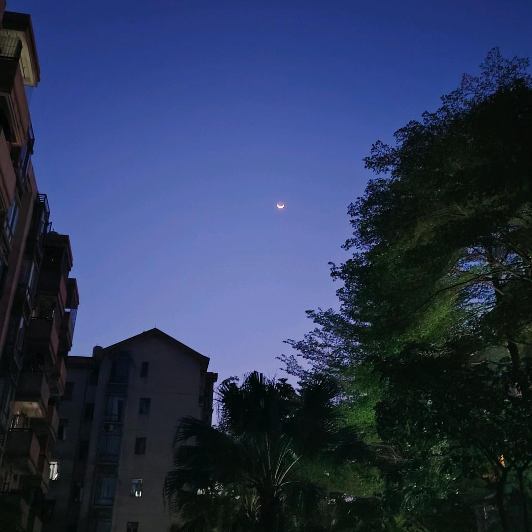 ✨🌼勿忘我🌸