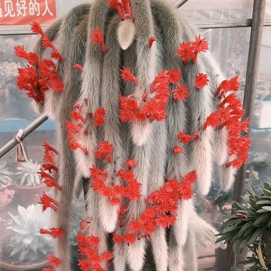 涵林园艺