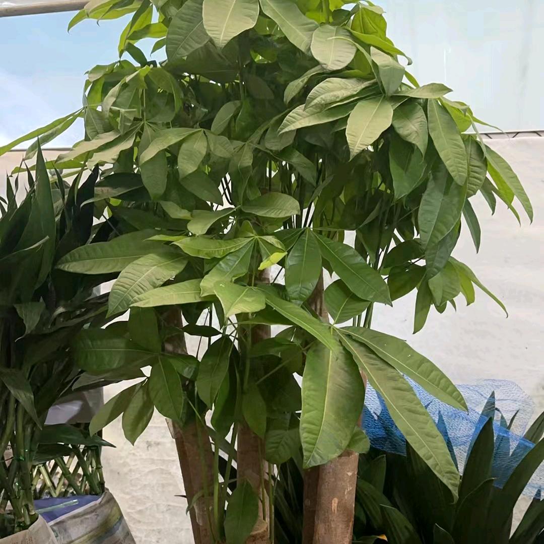 昆山伊莱美花卉盆栽基地（一严）