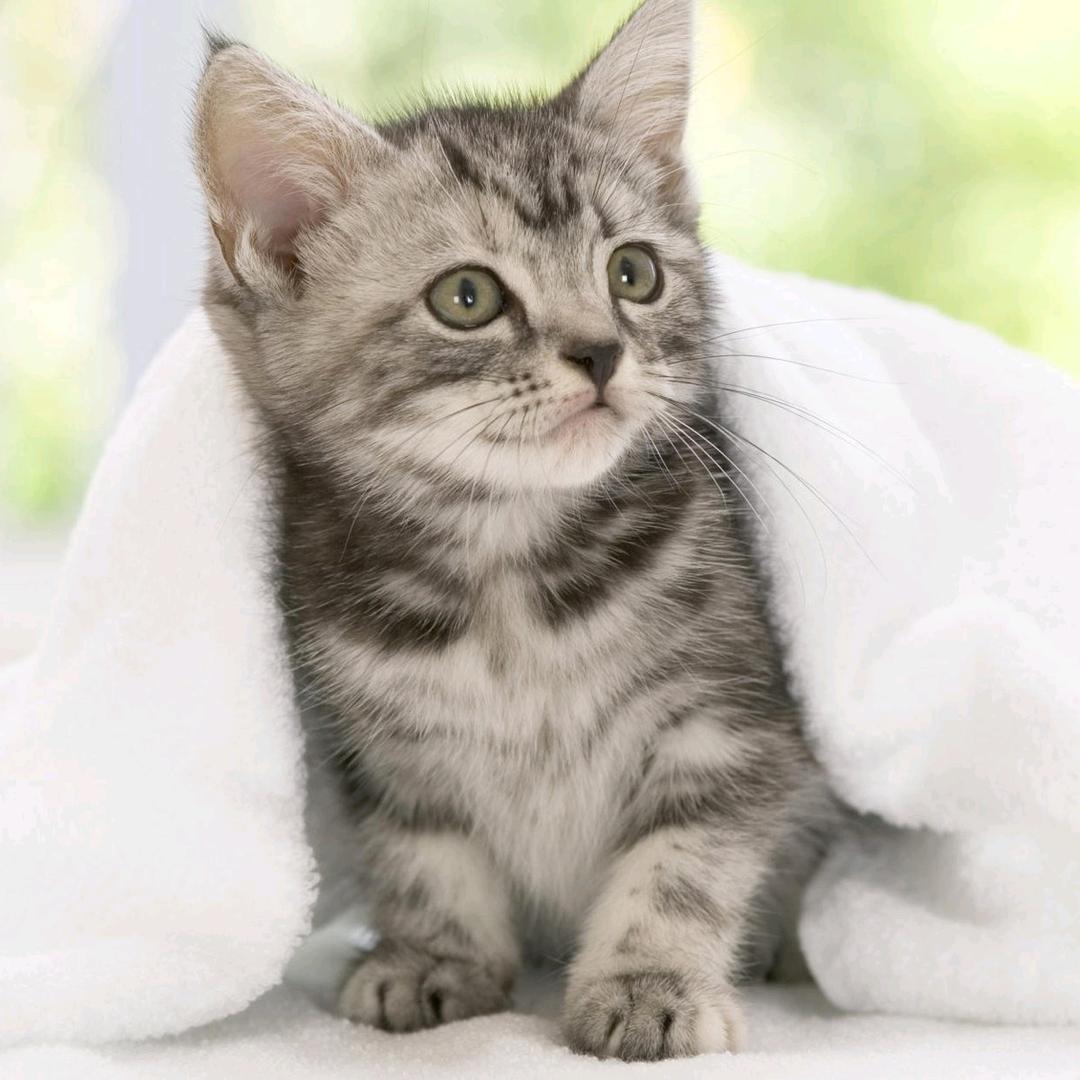 咪咪🐱