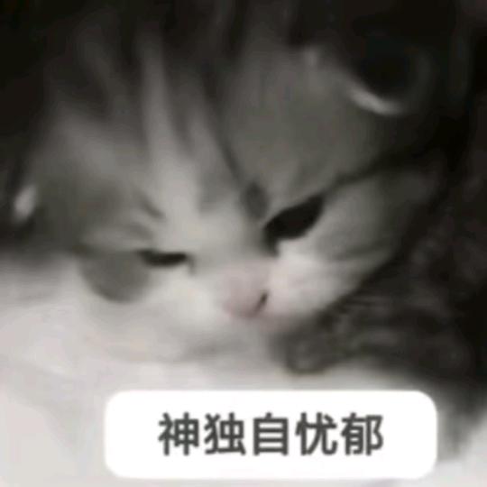 甜 瓜