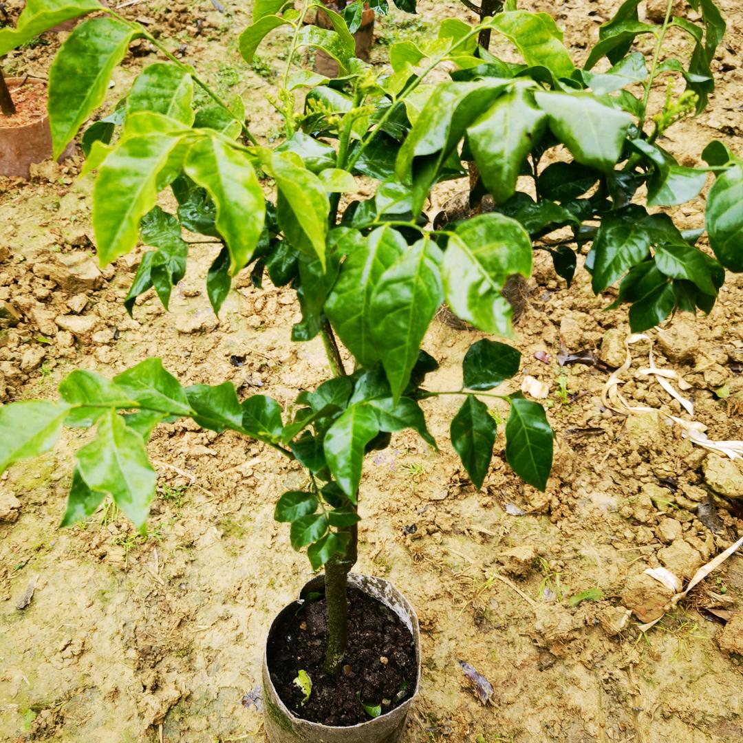 开森见诚园艺专营店果树苗圃