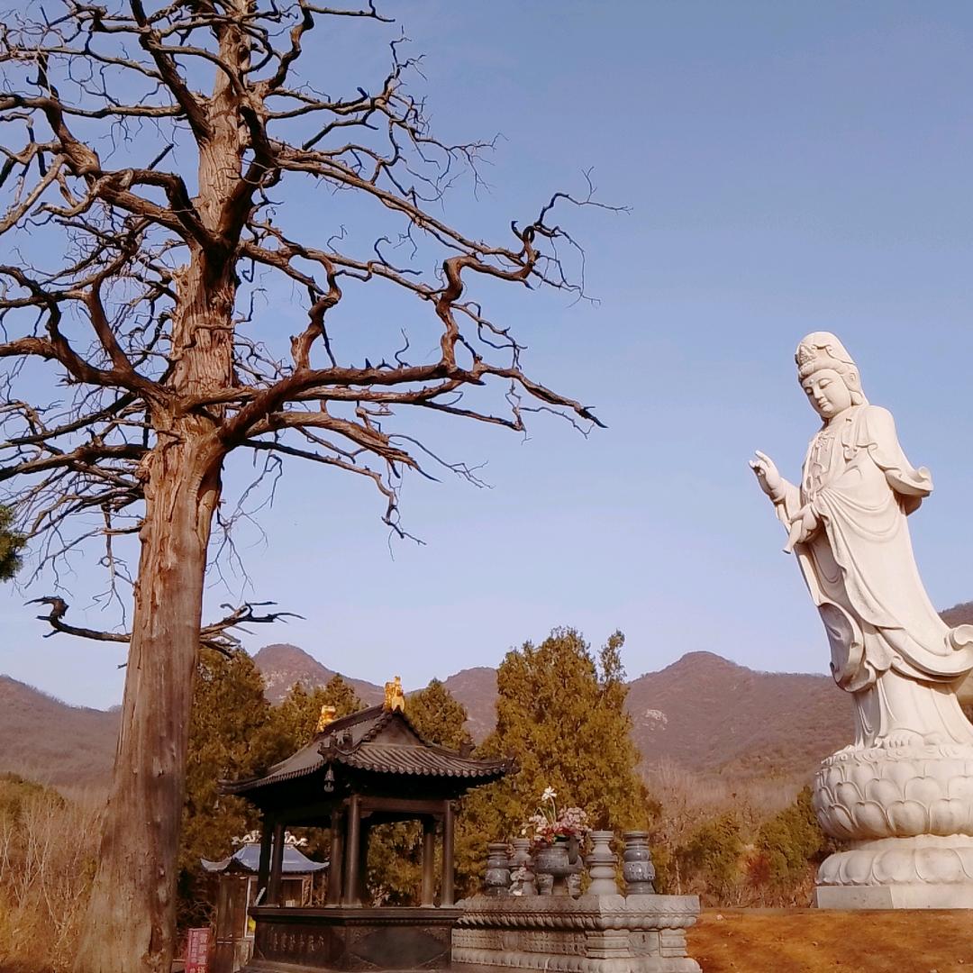 针灸黑膏药牛皮癣妙手回春