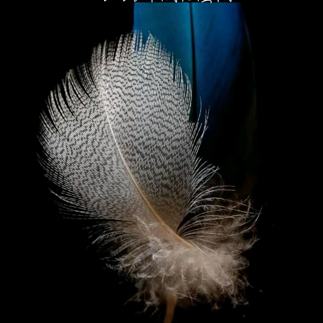 一切随缘🌹🌹🌹🌹