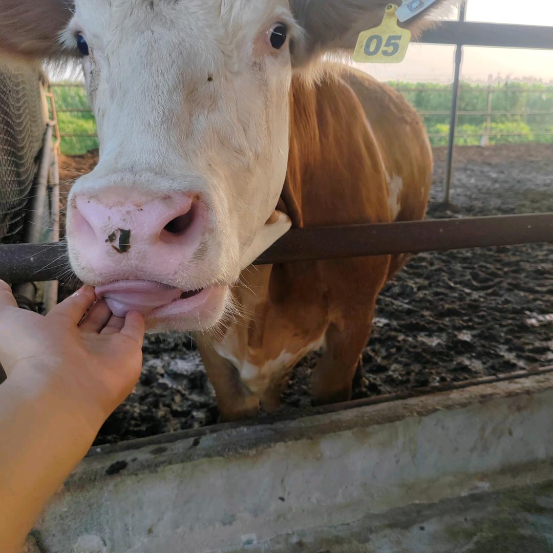 牛🐂🐂养殖