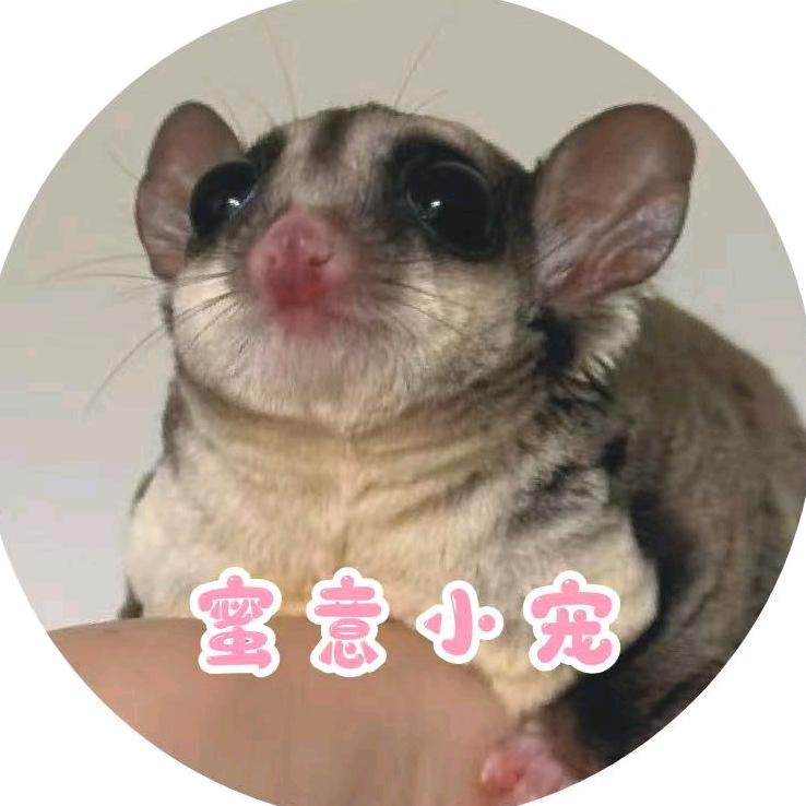 蜜意小宠🛒蜜袋鼯の口粮官