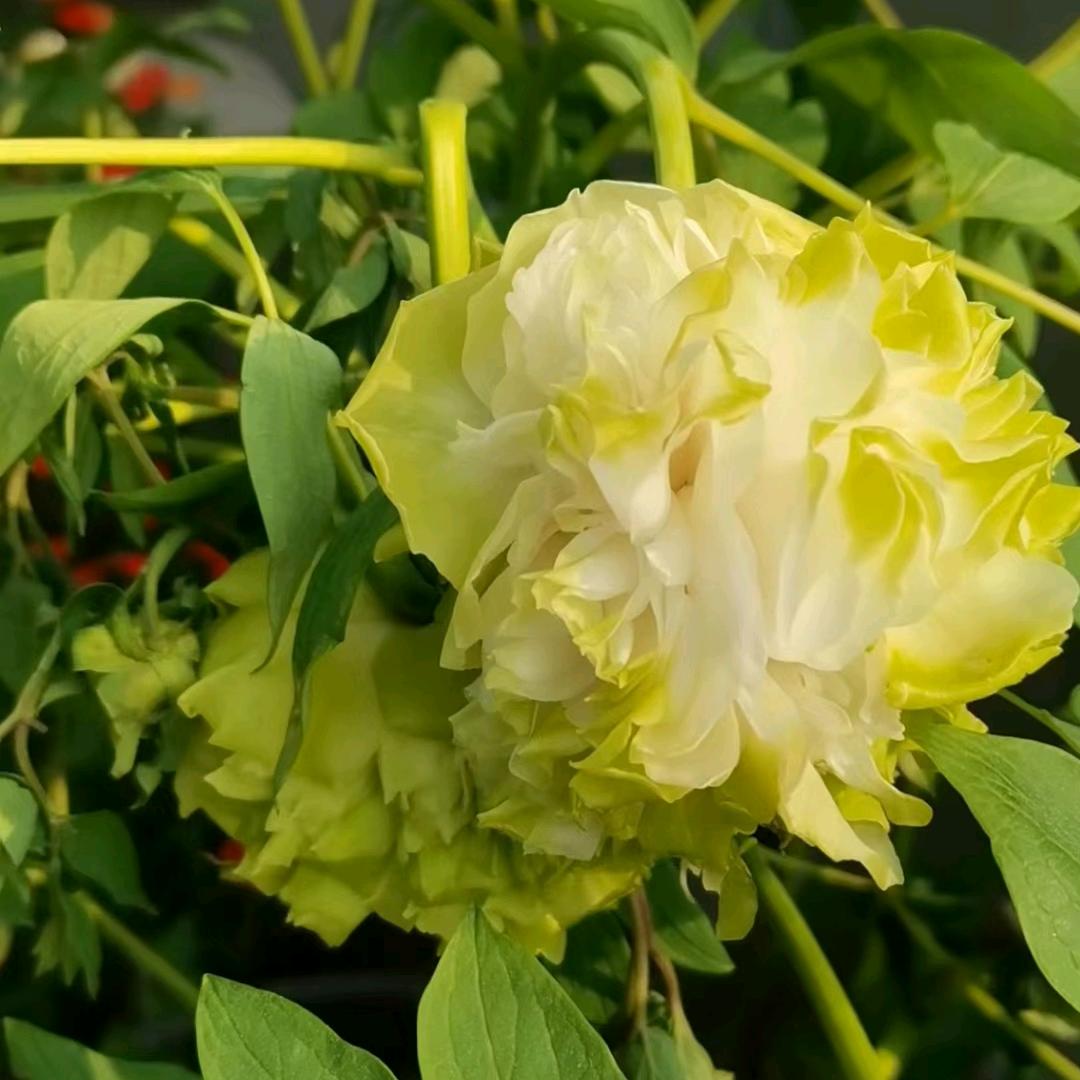 李开心❤️我快乐