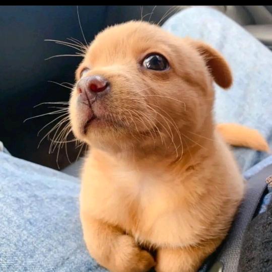 小唐唐你别太狂