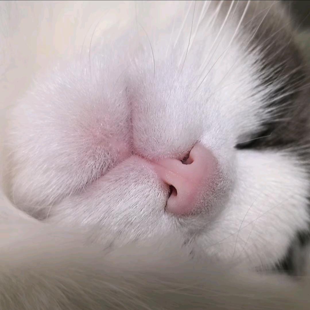 衡玉