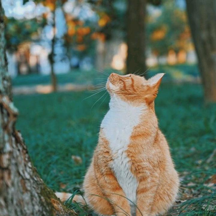 心有清溪