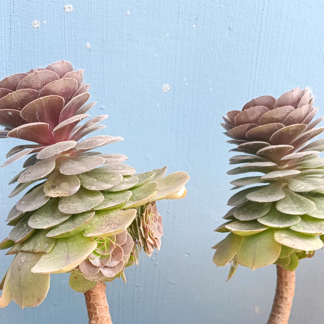 为你爱上牛油果