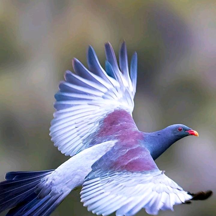 葱花哥