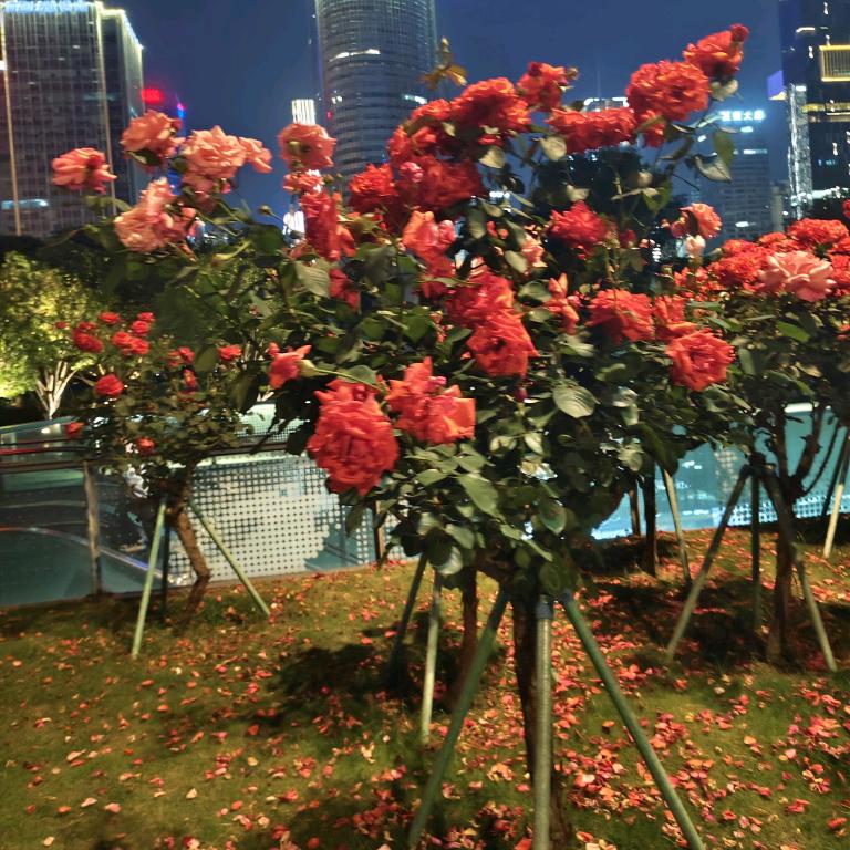 开心每一天。