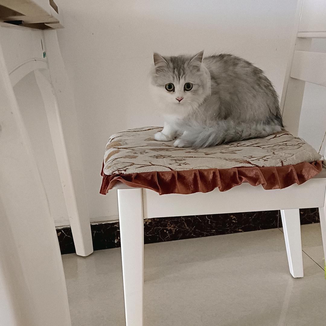 你是我的小可爱