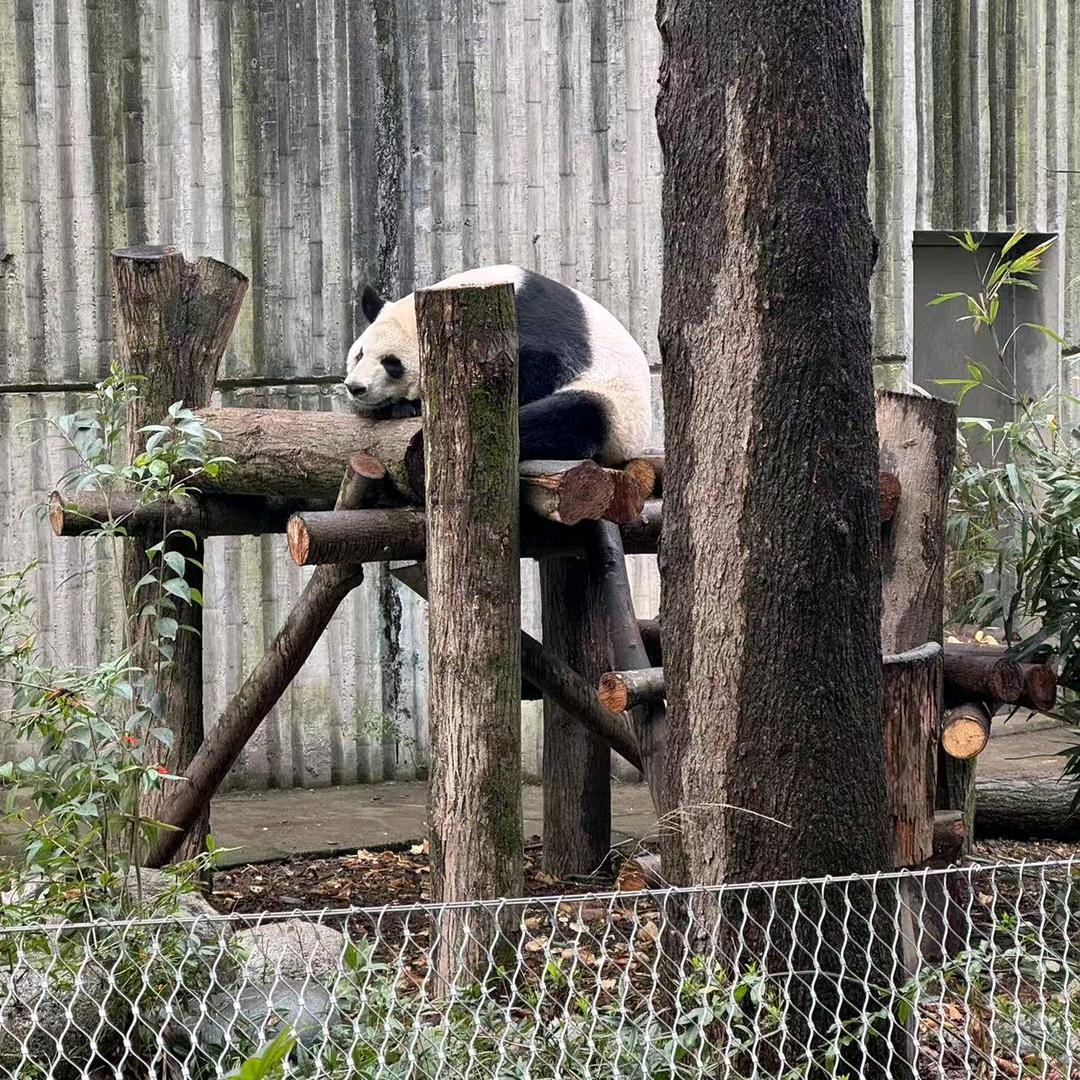 原来是喜羊羊