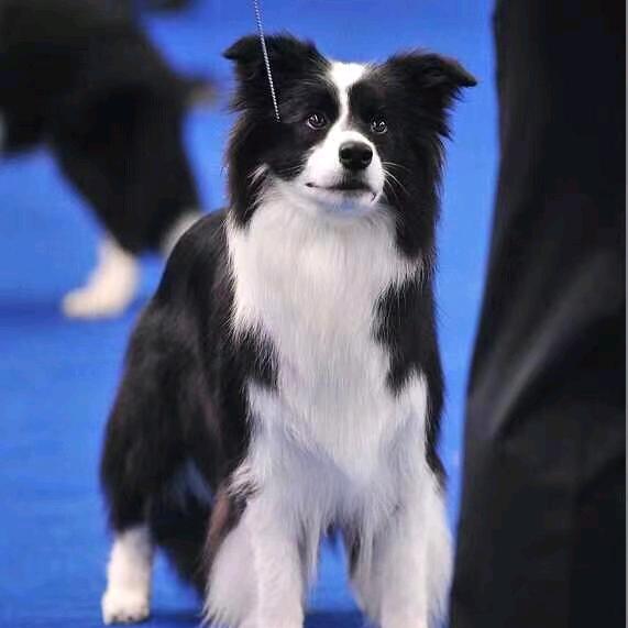 山水名犬