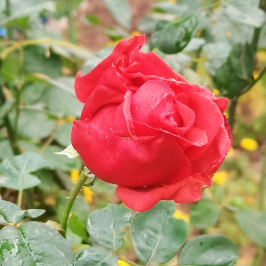 莲姐（拒绝私聊）