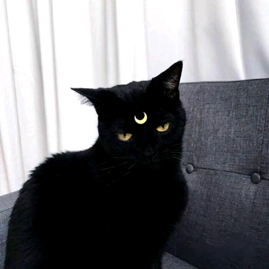 黑猫🐈‍⬛
