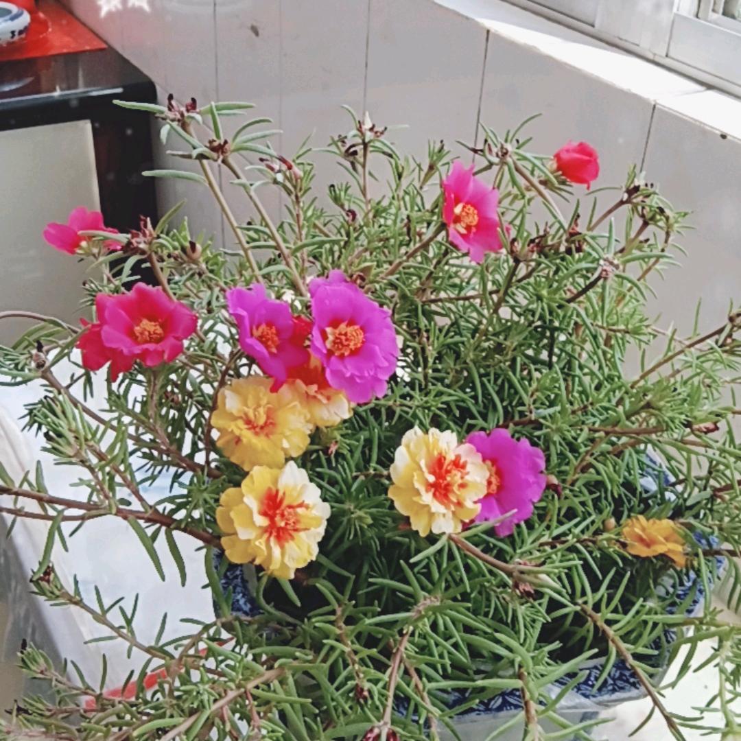 壮芳