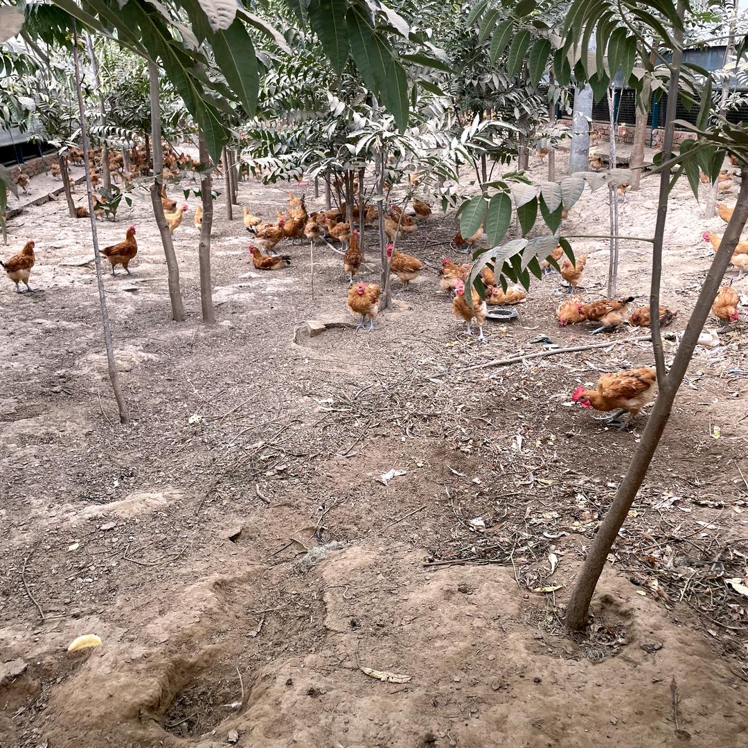 结生卖鸡场