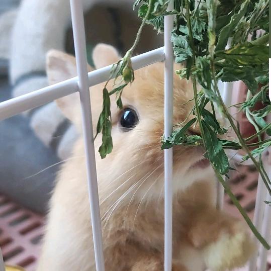 多多乐乐吖🐰