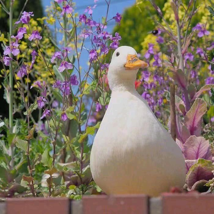 夏虫不可语冰。