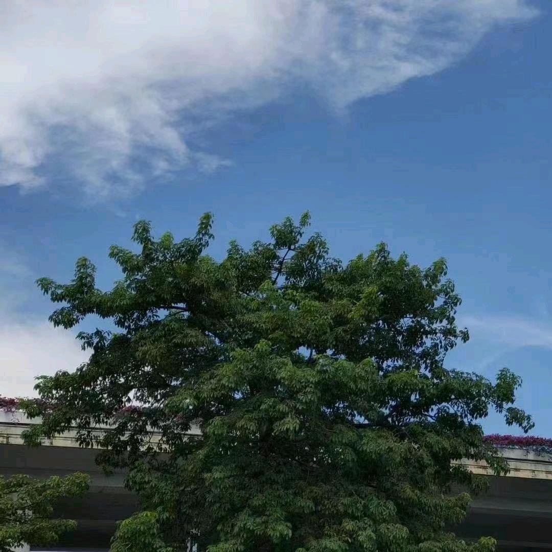 大树🌲