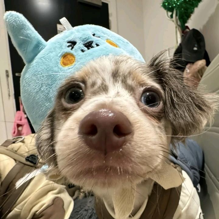 阿拉斯加也不错
