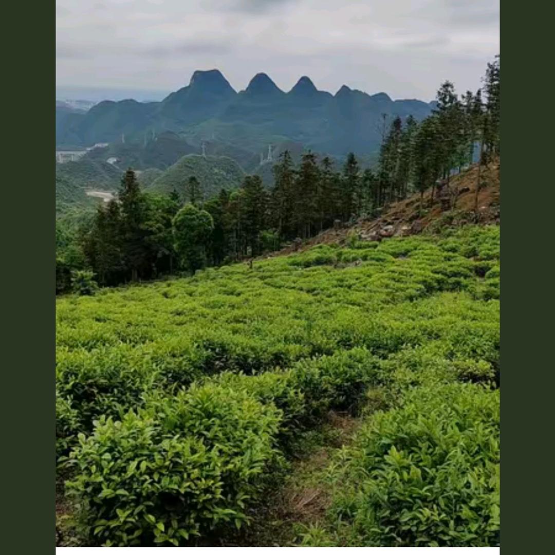 李哥《茶园欢迎你》敬南倒马坎