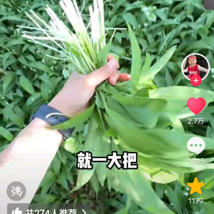 青青竹