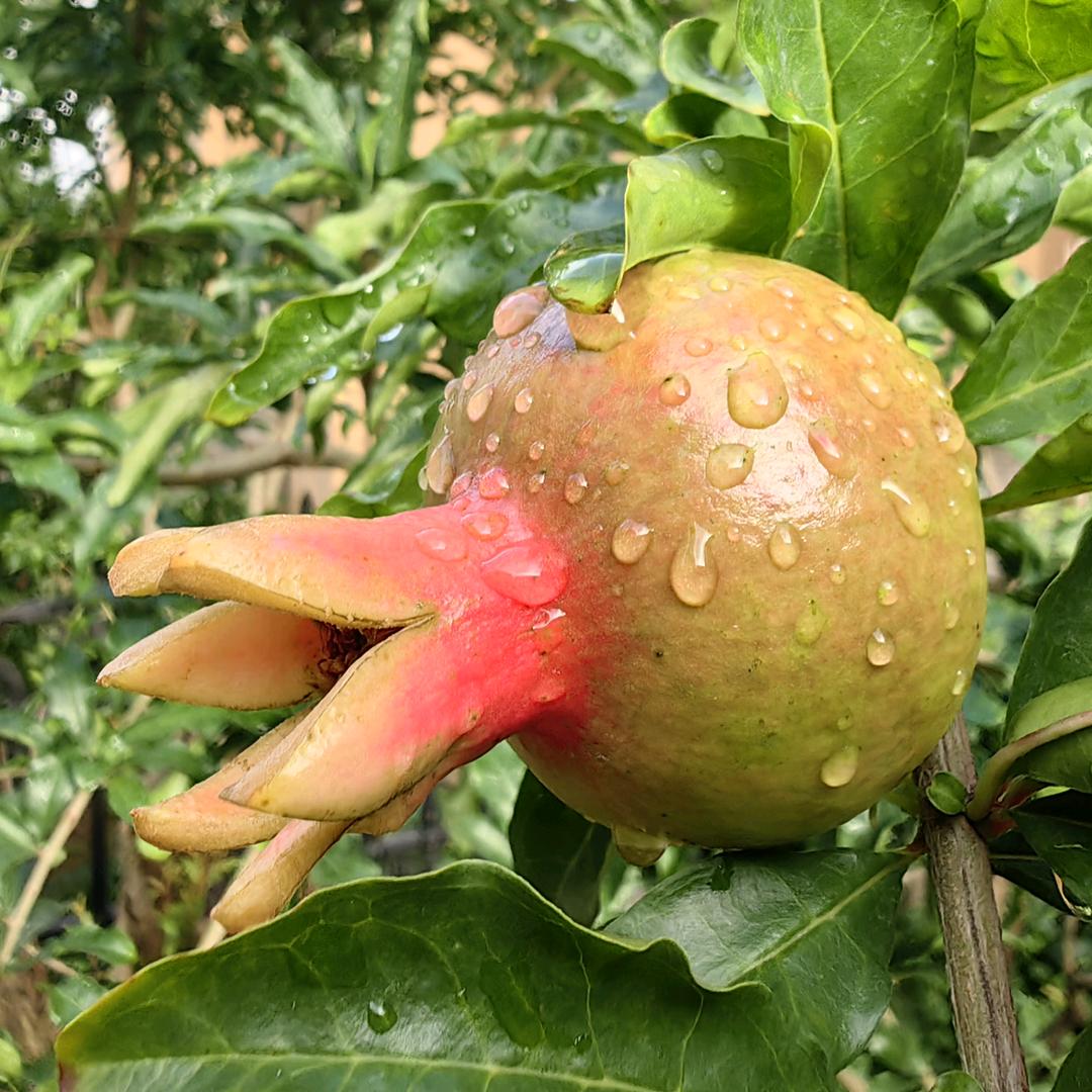 君毅静尘
