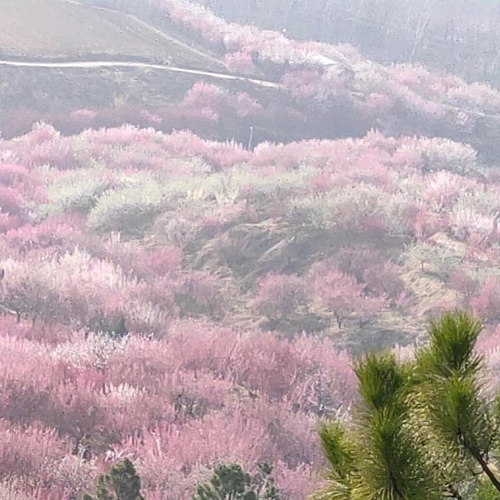 富丽堂黄