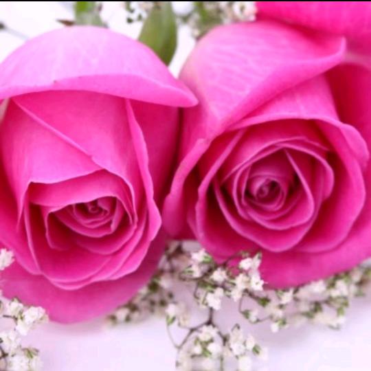 🌹优雅走过下雨天🌹