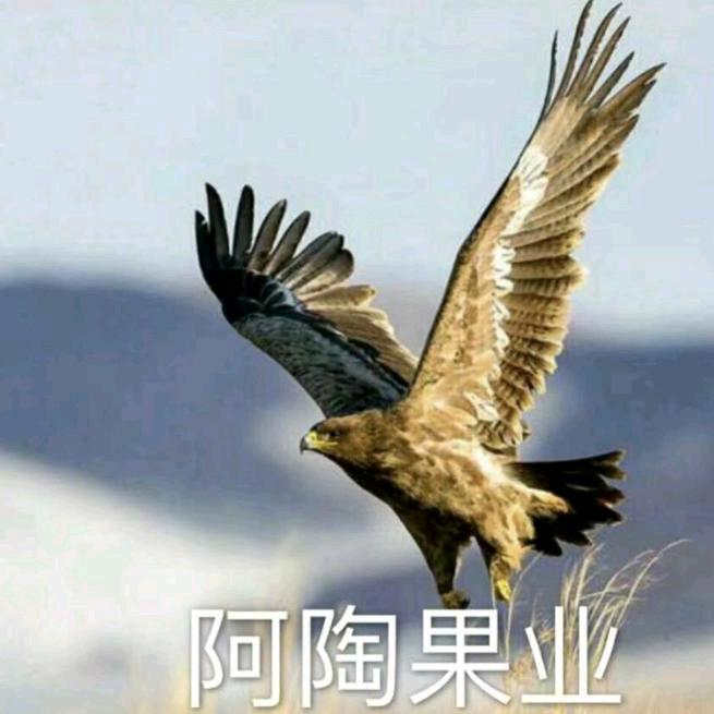 阿陶