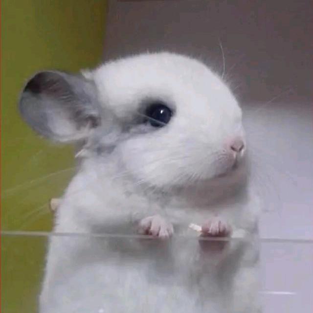 龙猫客栈宠物店直播号