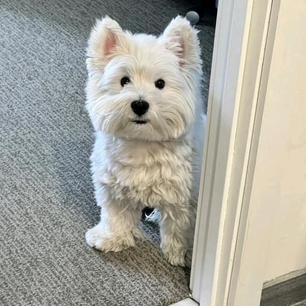 chenmomo.