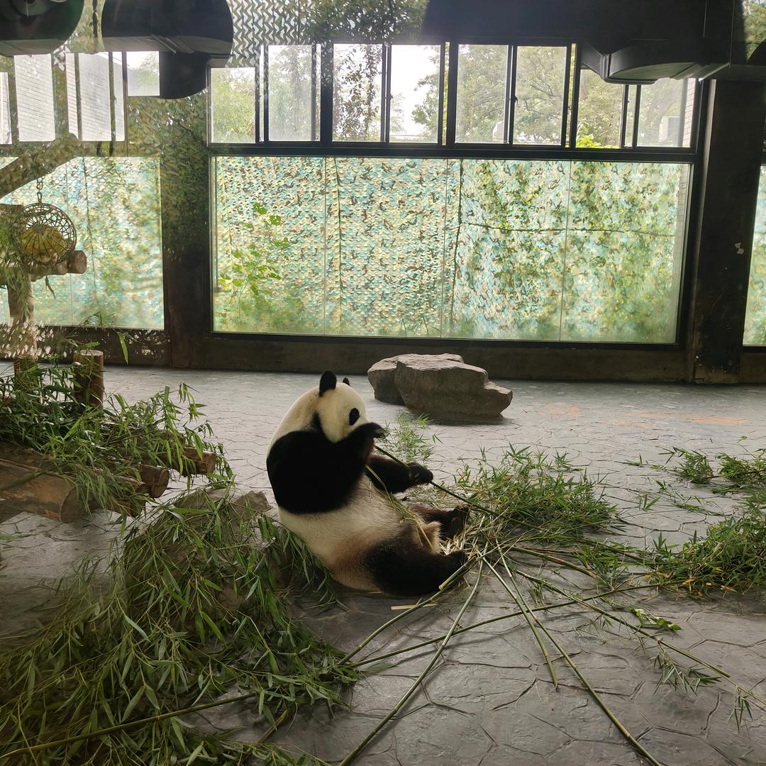 琴棋书华