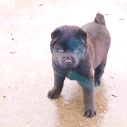 鄂州土狗养殖者