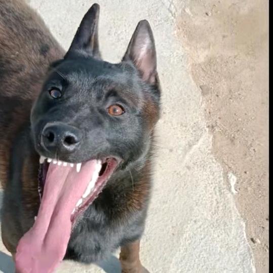蓬莱亮哥工作犬,马犬,东德繁育