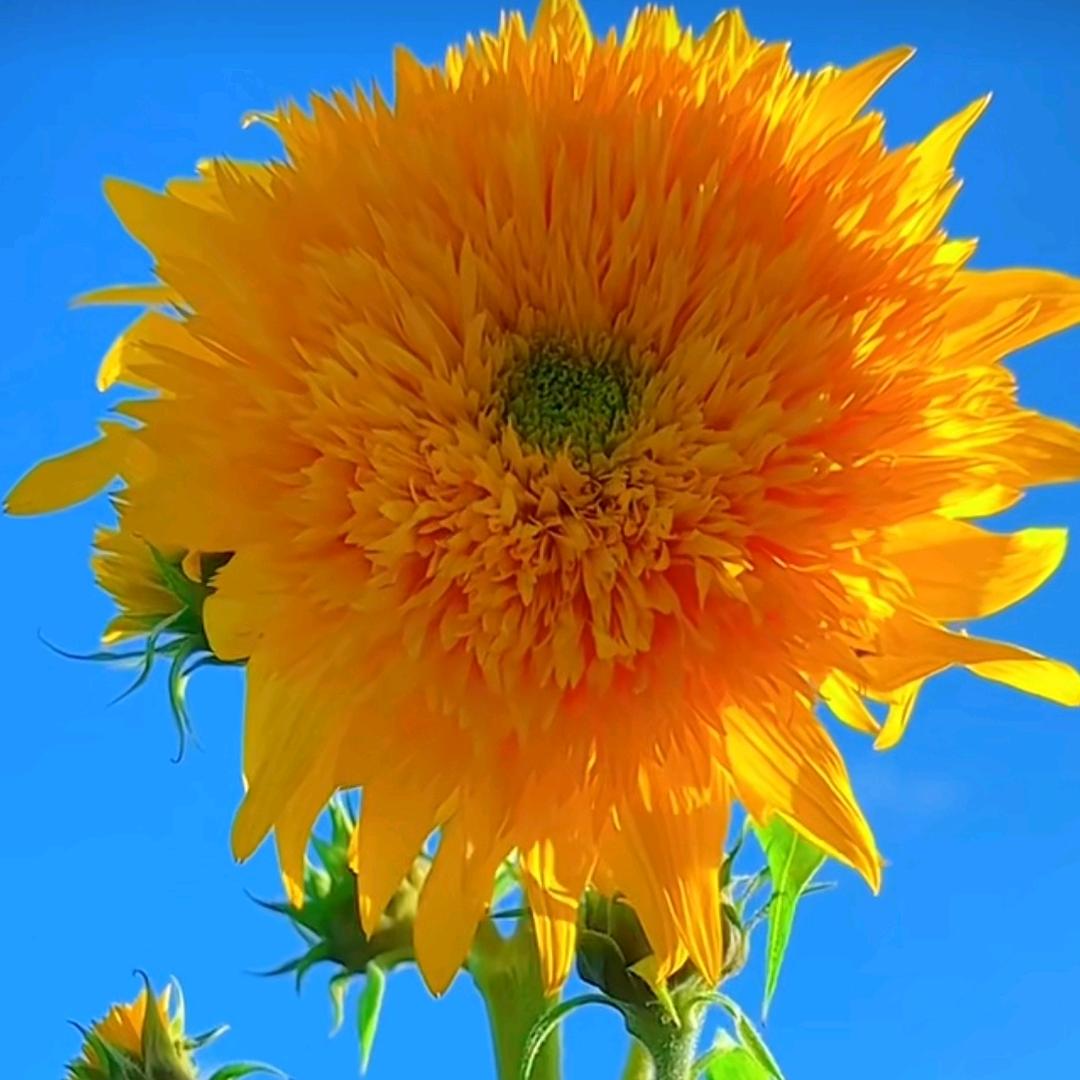 木木