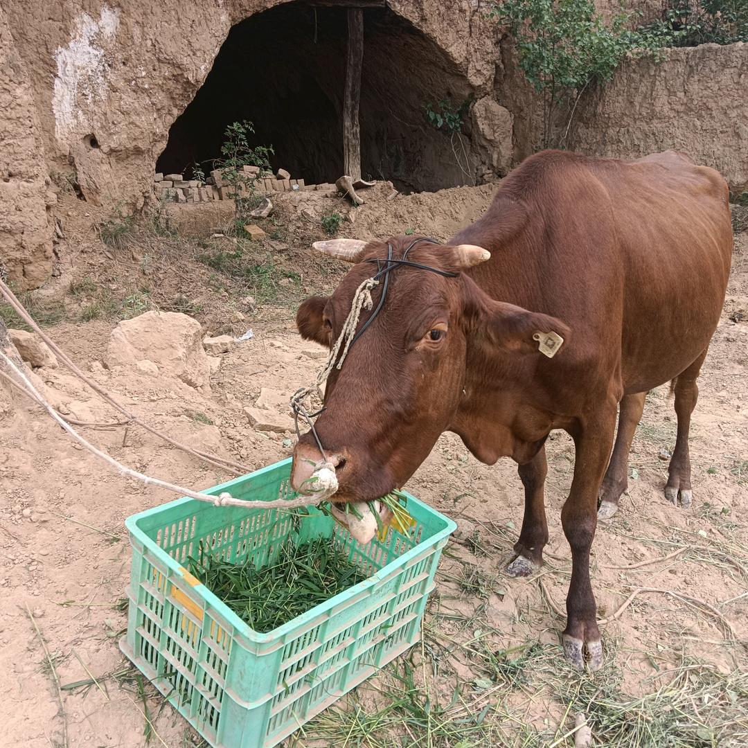 本人猴🐒子，单身养牛🐂