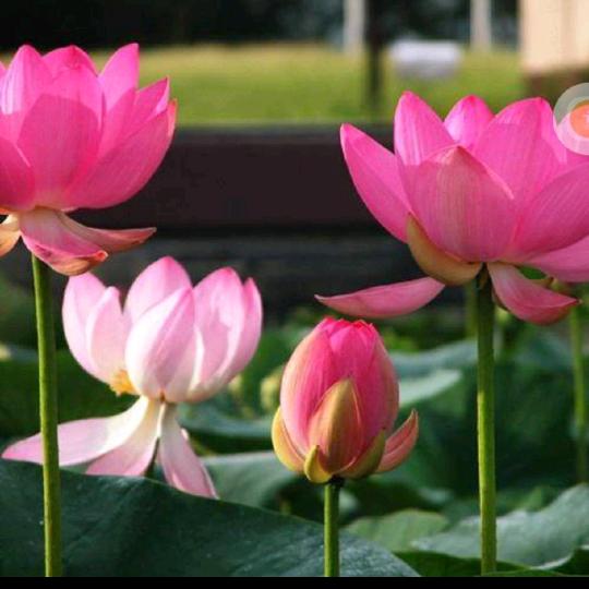 辛福安康🌹🌹