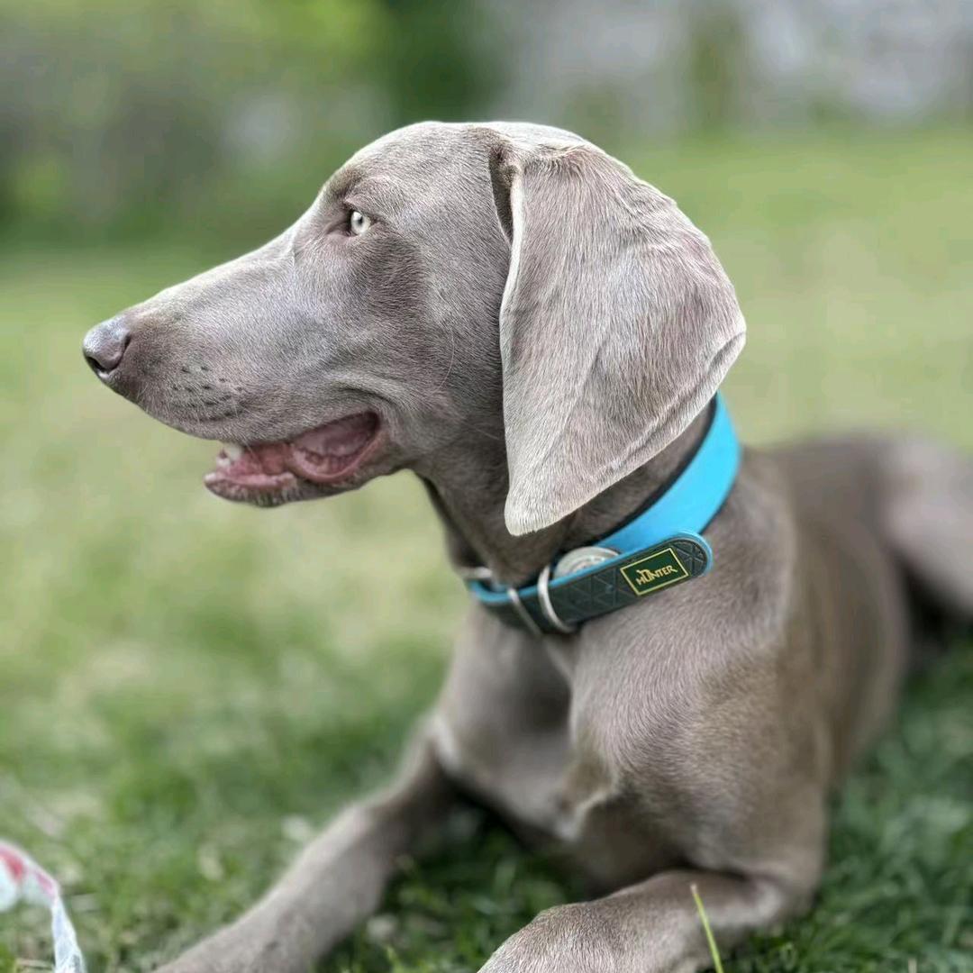 我的护卫犬(德龙)