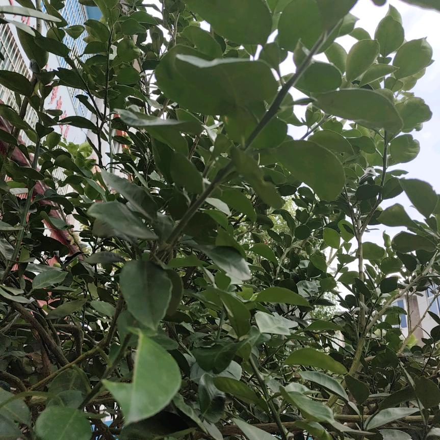 人间正道是沧桑