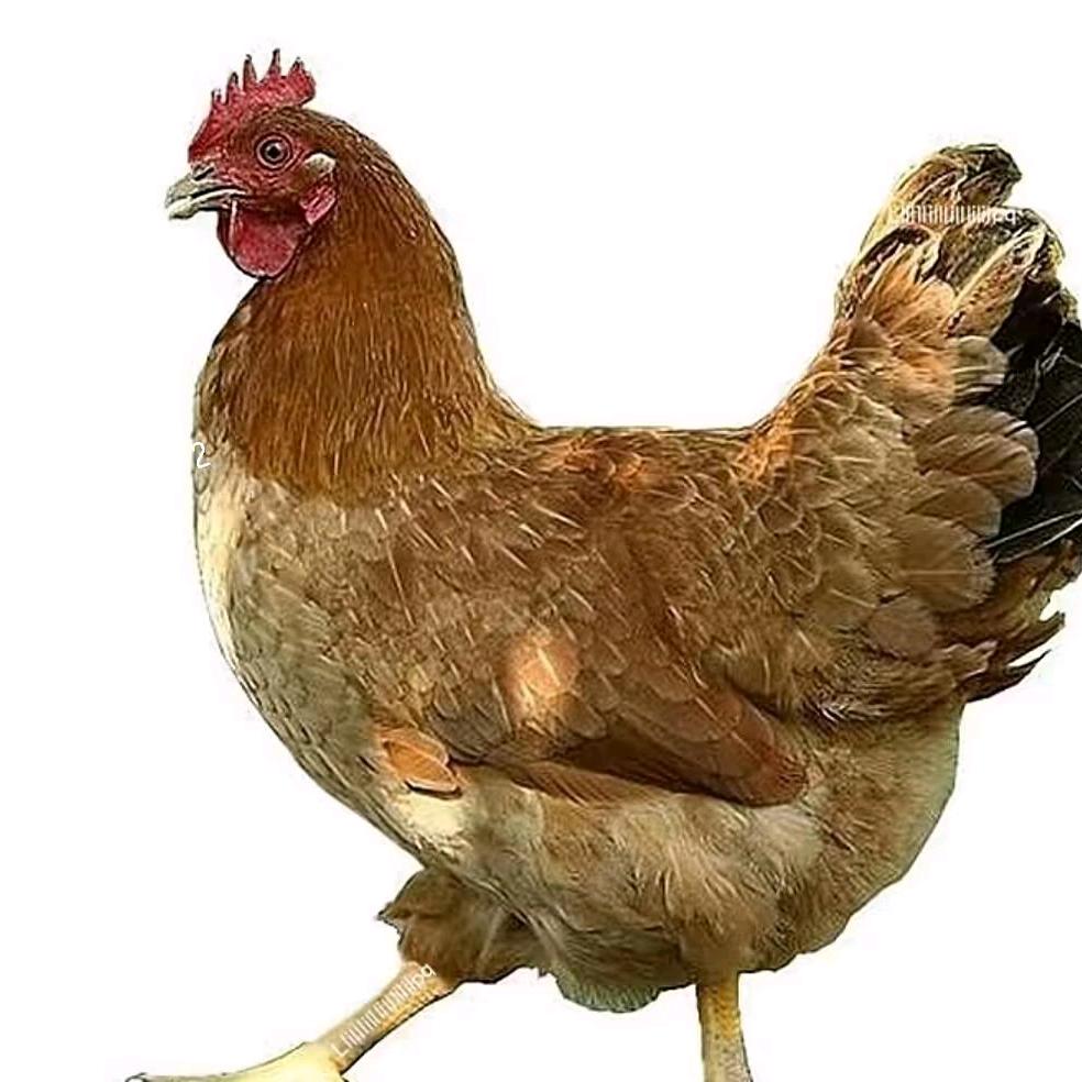 北苼