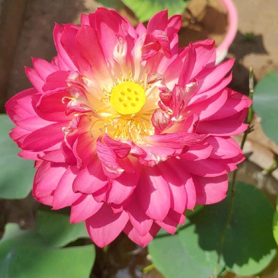 ღ᭄℘࿐孤寡老人